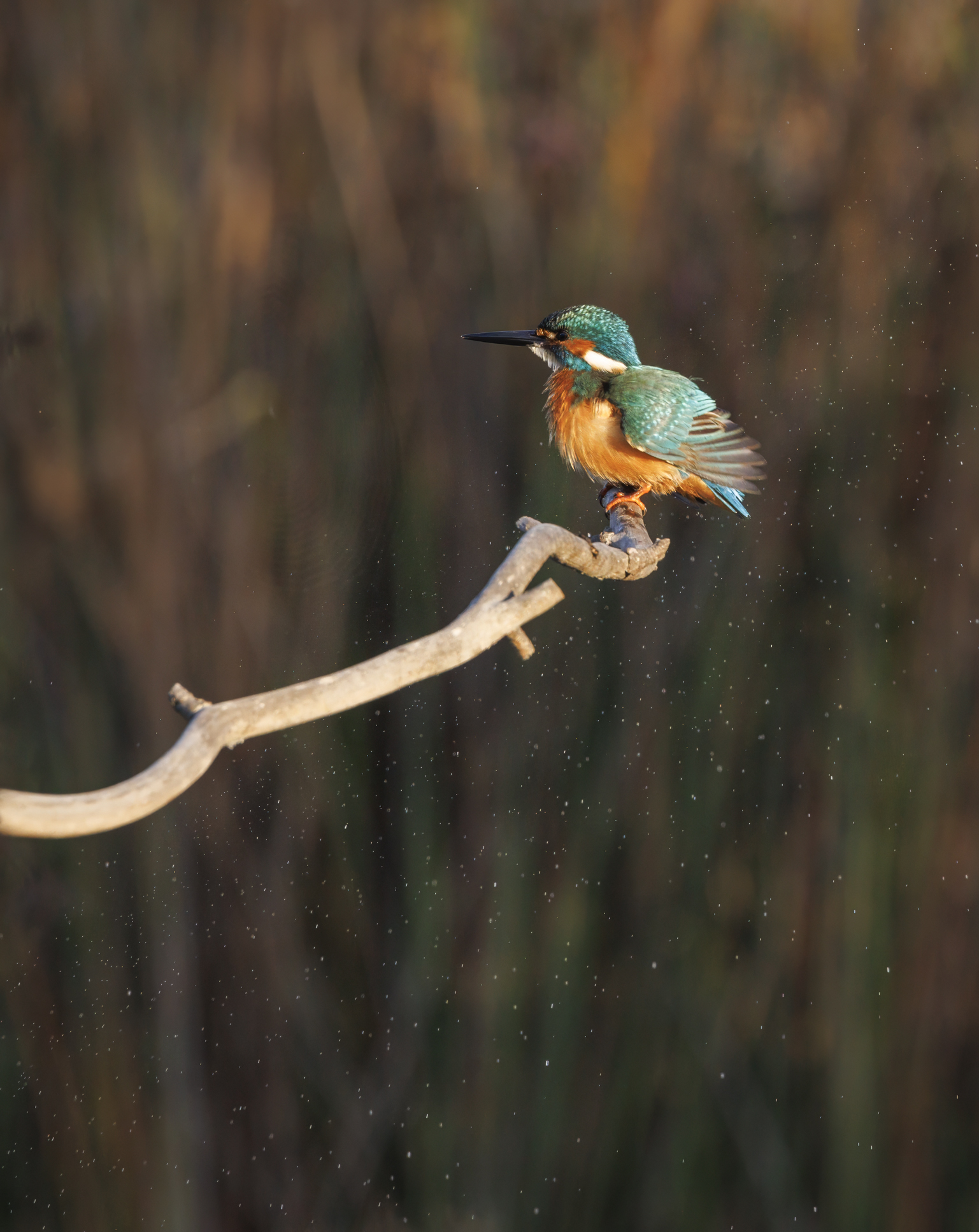 20211108-November 08, 2021-070421-070421-Edit-Edit.jpg